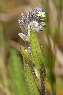 Myosotis: Changing Forget-me-not in flower