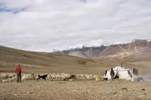 Tents: Changpa camp - with dog and goat herds