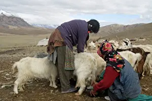 Tents: Changpa camp - milking the tied goats