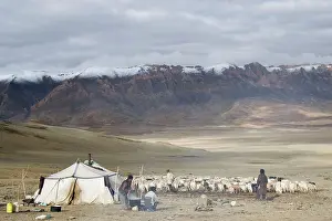 Tents: Changpa tent - with goats