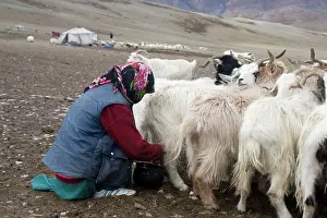 Tents: Changpa woman milking the goats