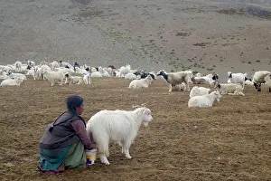 Nomads: Changpa woman milking the goats