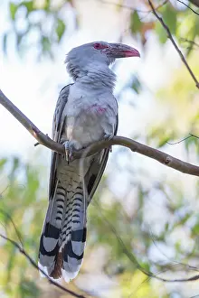 Toowoomba: Channel-billed Cuckoo