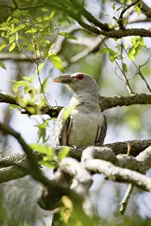 Novaehollandiae: Channel-billed Cuckoo