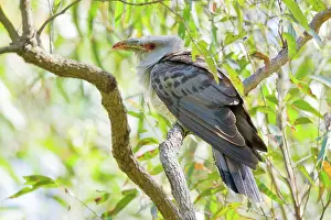 Novaehollandiae: Channel-billed Cuckoo