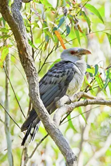 Cuckoo: Channel-billed Cuckoo