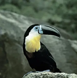 Vitellinus: Channel-billed Toucan