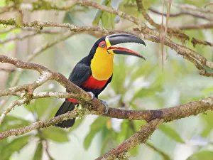Bill Coster: Channel Billed Toucan calling Ramphastos vitellinus