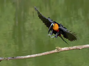 Bill Coster: Channel Billed Toucan in flight Ramphastos vitellinus