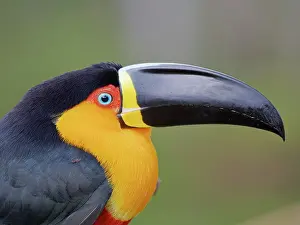 Bill Coster: Channel Billed Toucan head shot Ramphastos vitellinus