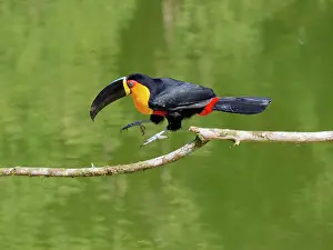 Bill Coster: Channel Billed Toucan hopping Ramphastos vitellinus