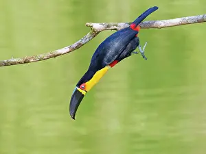 Bill Coster: Channel Billed Toucan jumping Ramphastos vitellinus