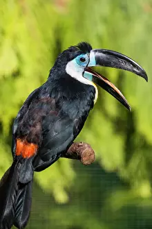 Ramphastos: Channel billed toucan, perched on branch, calling