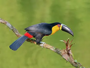 Bill Coster: Channel Billed Toucan Ramphastos vitellinus ariel