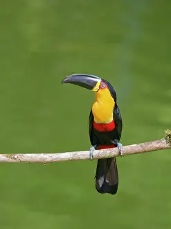 Bill Coster: Channel Billed Toucan Ramphastos vitellinus ariel