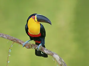 Bill Coster: Channel Billed Toucan Ramphastos vitellinus ariel