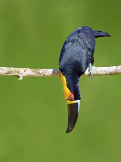Bill Coster: Channel Billed Toucan Ramphastos vitellinus ariel