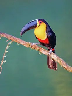 Bill Coster: Channel Billed Toucan Ramphastos vitellinus ariel