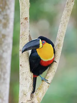 Bill Coster: Channel Billed Toucan Ramphastos vitellinus ariel