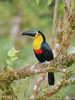Bill Coster: Channel Billed Toucan Ramphastos vitellinus ariel