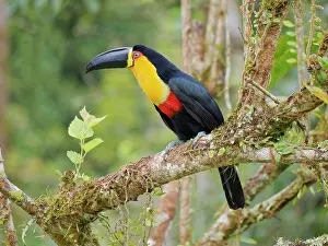 Bill Coster: Channel Billed Toucan Ramphastos vitellinus ariel