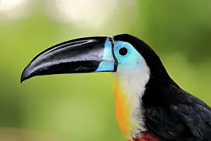 Ramphastos: Channel-billed toucan (Ramphastos vitellinus vitellinus)