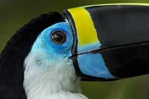 Ramphastos: Channel-billed Toucan / Yellow-ridged Toucan (Ramphastos