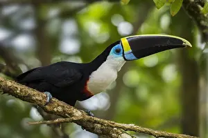 Ramphastos: Channel-billed Toucan / Yellow-ridged Toucan (Ramphastos