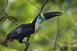 Ramphastos: Channel-billed Toucan / Yellow-ridged Toucan (Ramphastos