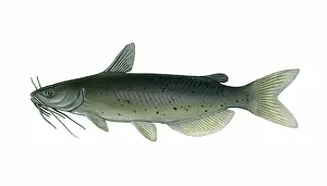 Punctatus: Channel Catfish