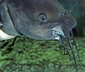 Punctatus: Channel Catfish - Well oxygenated freshwaters North America