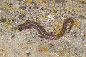 Pacificus: Channel Islands Slender Salamander