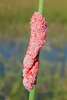 Gastropods: Channeled apple snail eggs - These snails are invasive