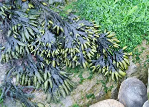 Wrack: Channelled Wrack SEAWEED