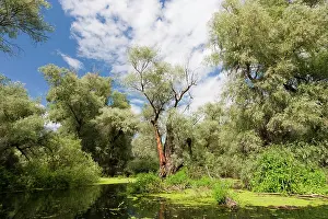 Flooding: Channels in the Danube Delta, Romania. Big