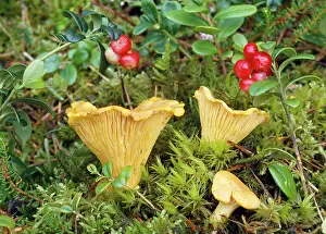 Cibarius: Chanterelle Fungi