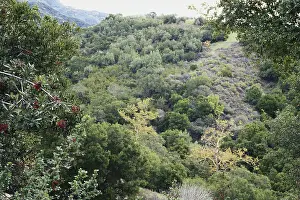 Shrubland: Chaparral Biome, California
