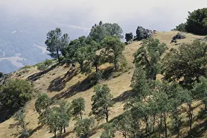 Shrubland: Chaparral Biome, California