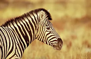 Chapmani: ChapmanIs Zebra