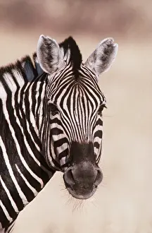 Zebras: CHAPMAN'S ZEBRA - close-up of head