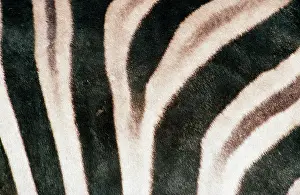 Chapman: CHAPMAN'S ZEBRA - close-up of skin