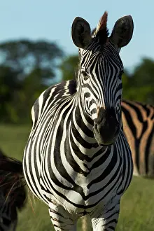 Chapmani: Chapman's zebra (Equus quagga chapmani)