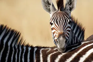 Chapmani: Chapman's zebra (Equus quagga chapmani), Botswana