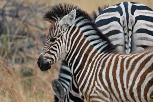 Chapmani: Chapman's zebra (Equus quagga chapmani) with young