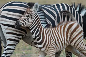 Wheedle: Chapman's zebra (Equus quagga chapmani) with young