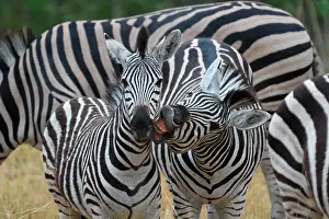Chapmani: Chapman's zebra (Equus quagga chapmani) with young