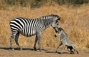 Rises: Chapman's Zebra - female & young which just rises