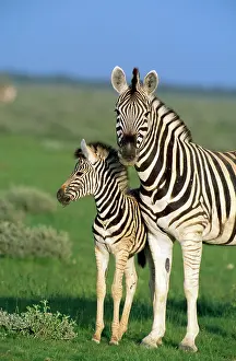 Chapman: Chapman's Zebra - female & young during the rainy season