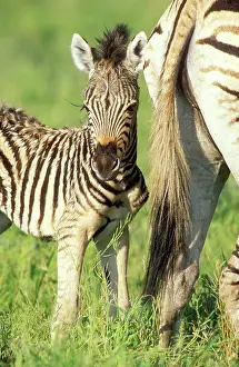 Chapman: Chapman's Zebra - Foal next to its mother during