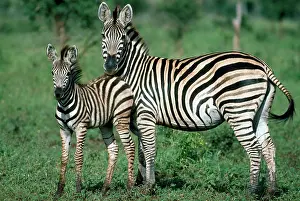 Chapman: Chapman's Zebra - mare with foal